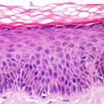 Skin tissue image