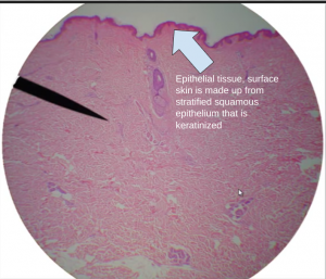 Microscopic skin image