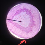 Nucleus from a Tiger Cell sample.